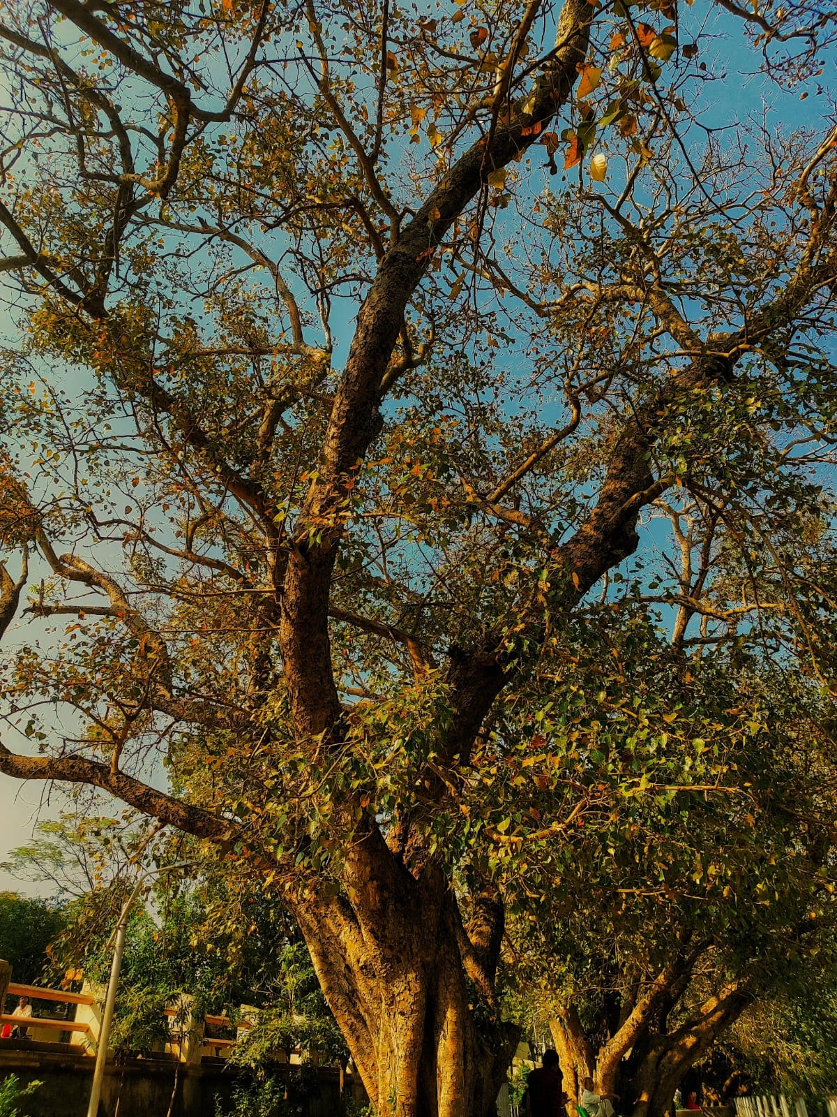 Photography by Avirup