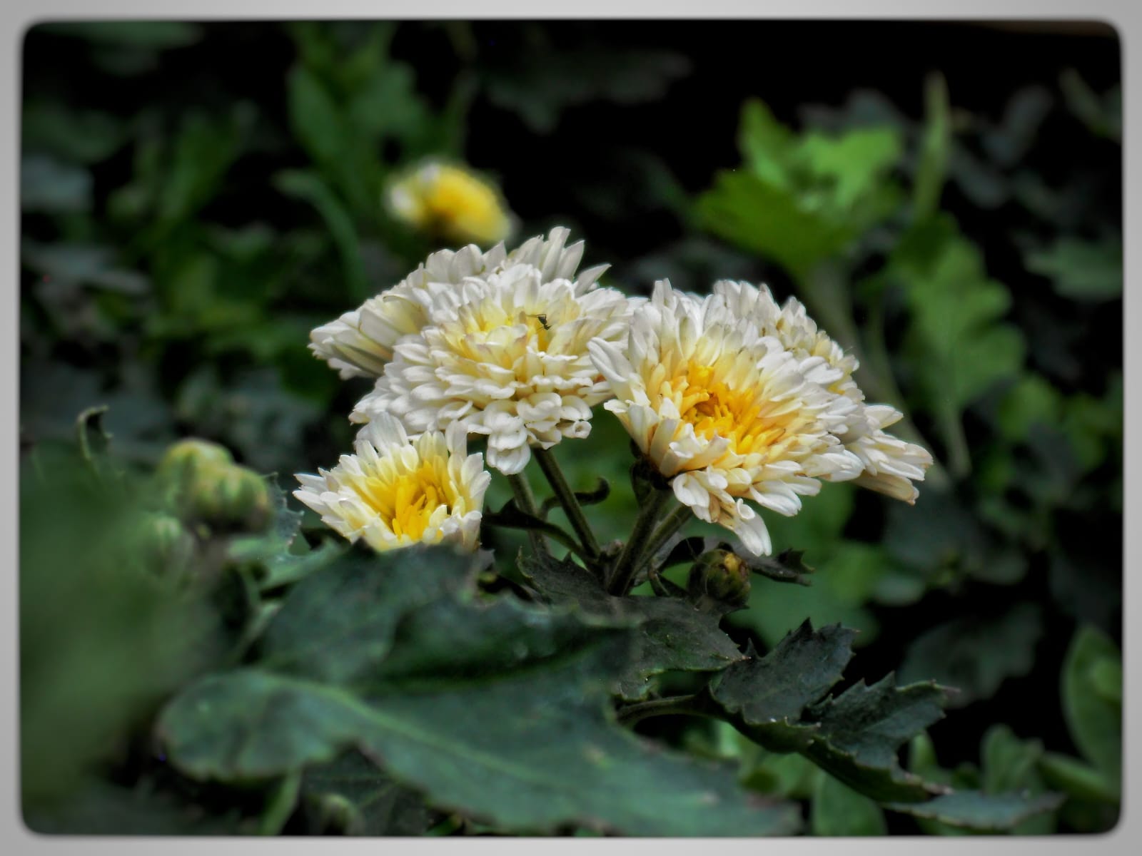 Photography by Avirup