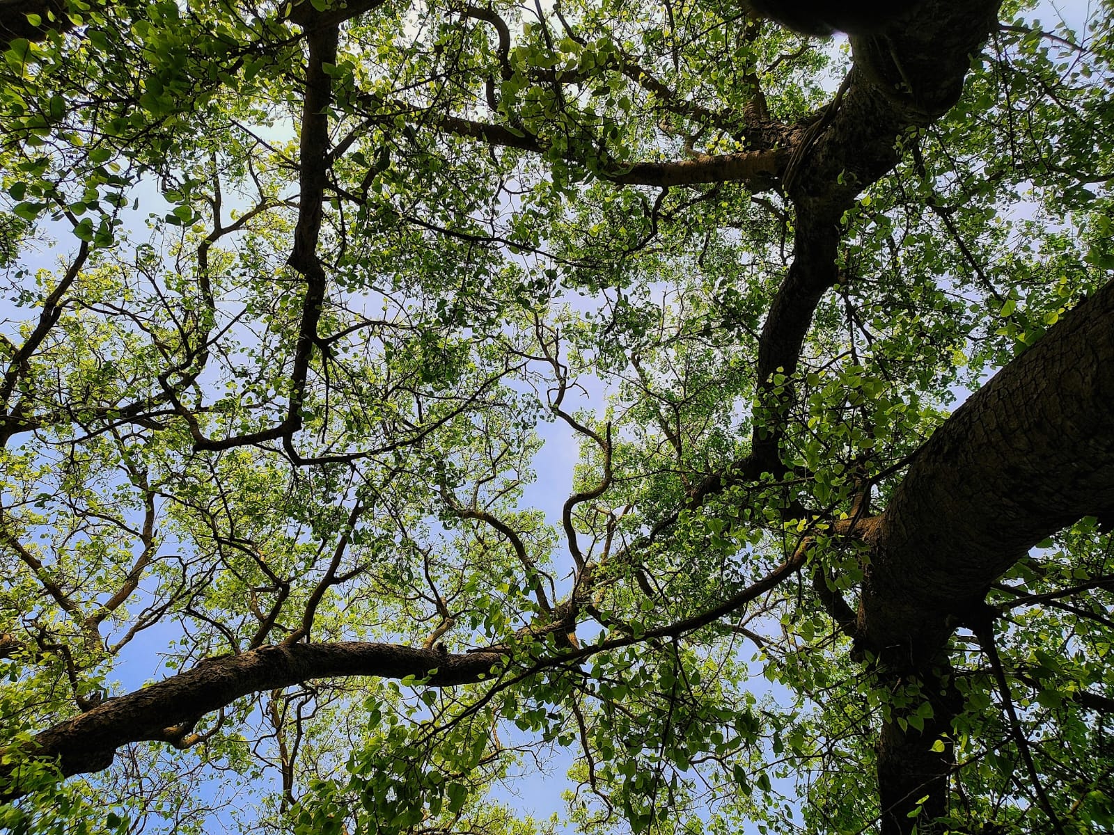 Photography by Avirup